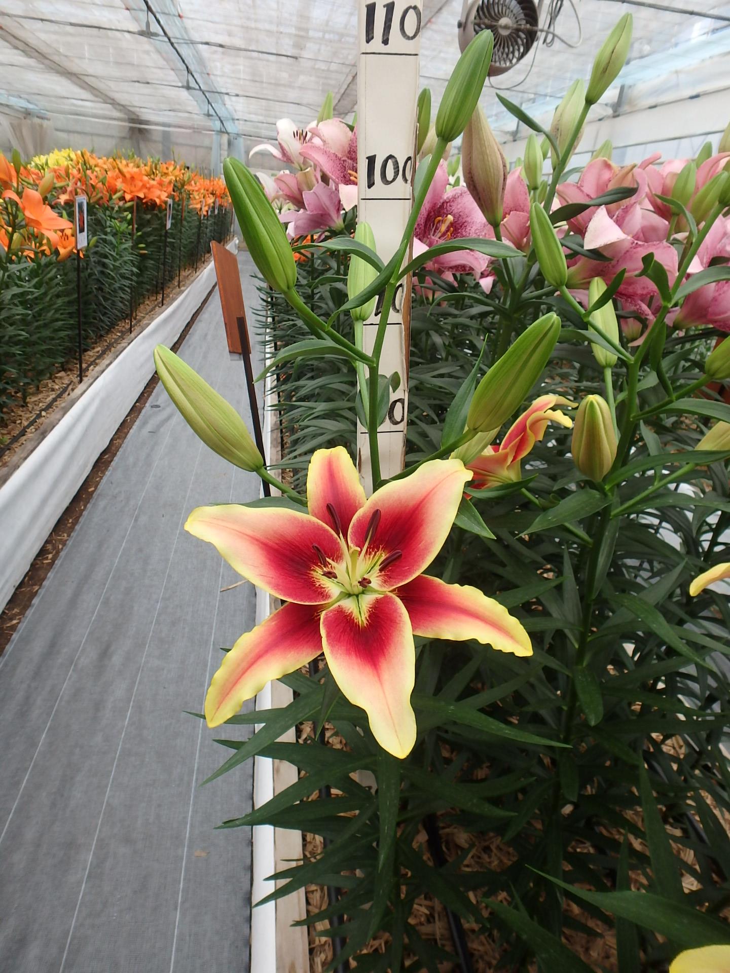 アバロンサンセット